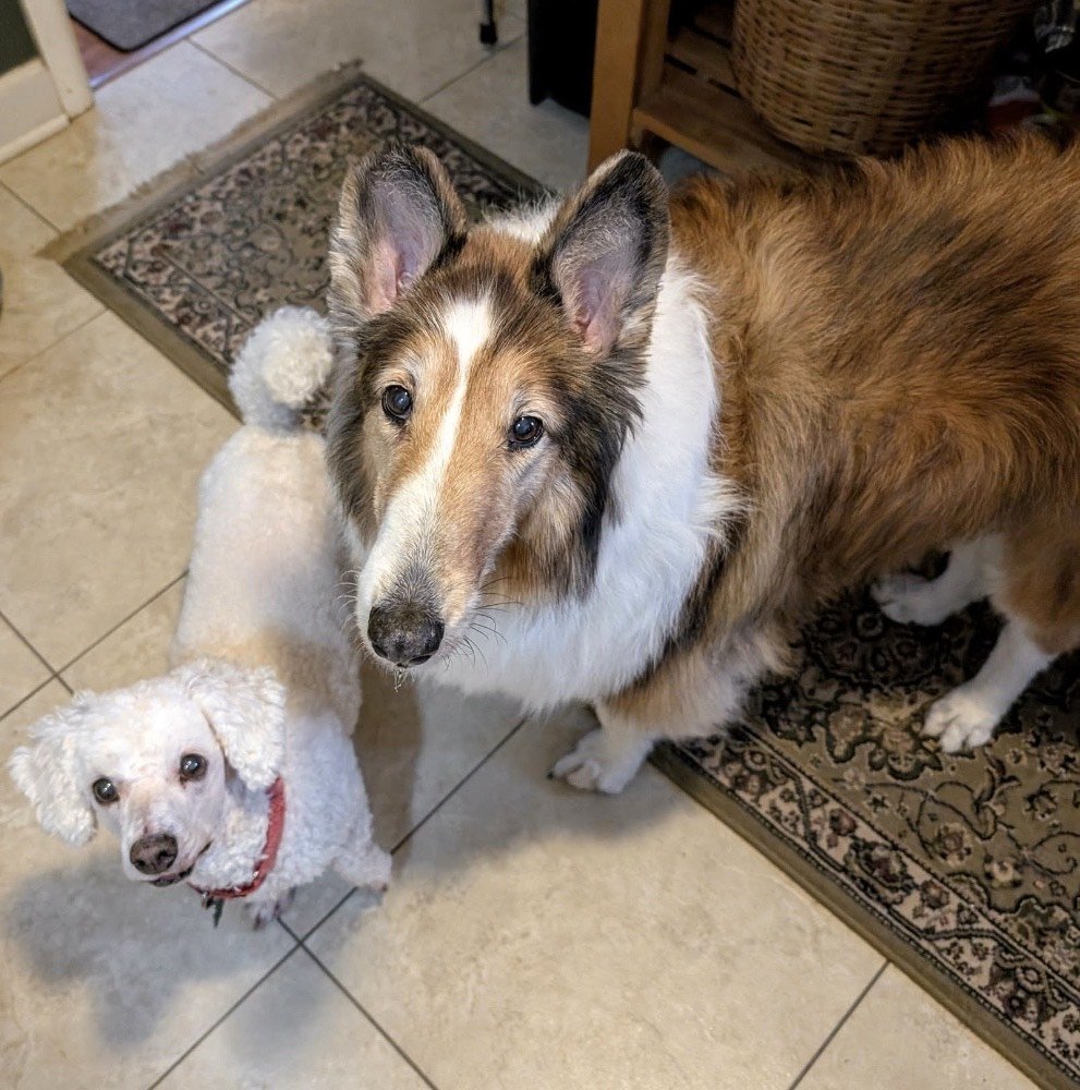 Scout photo #2