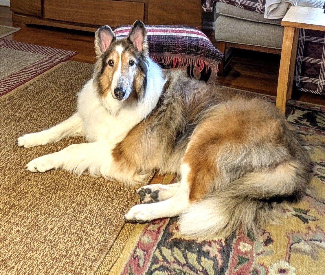 Scout photo #4