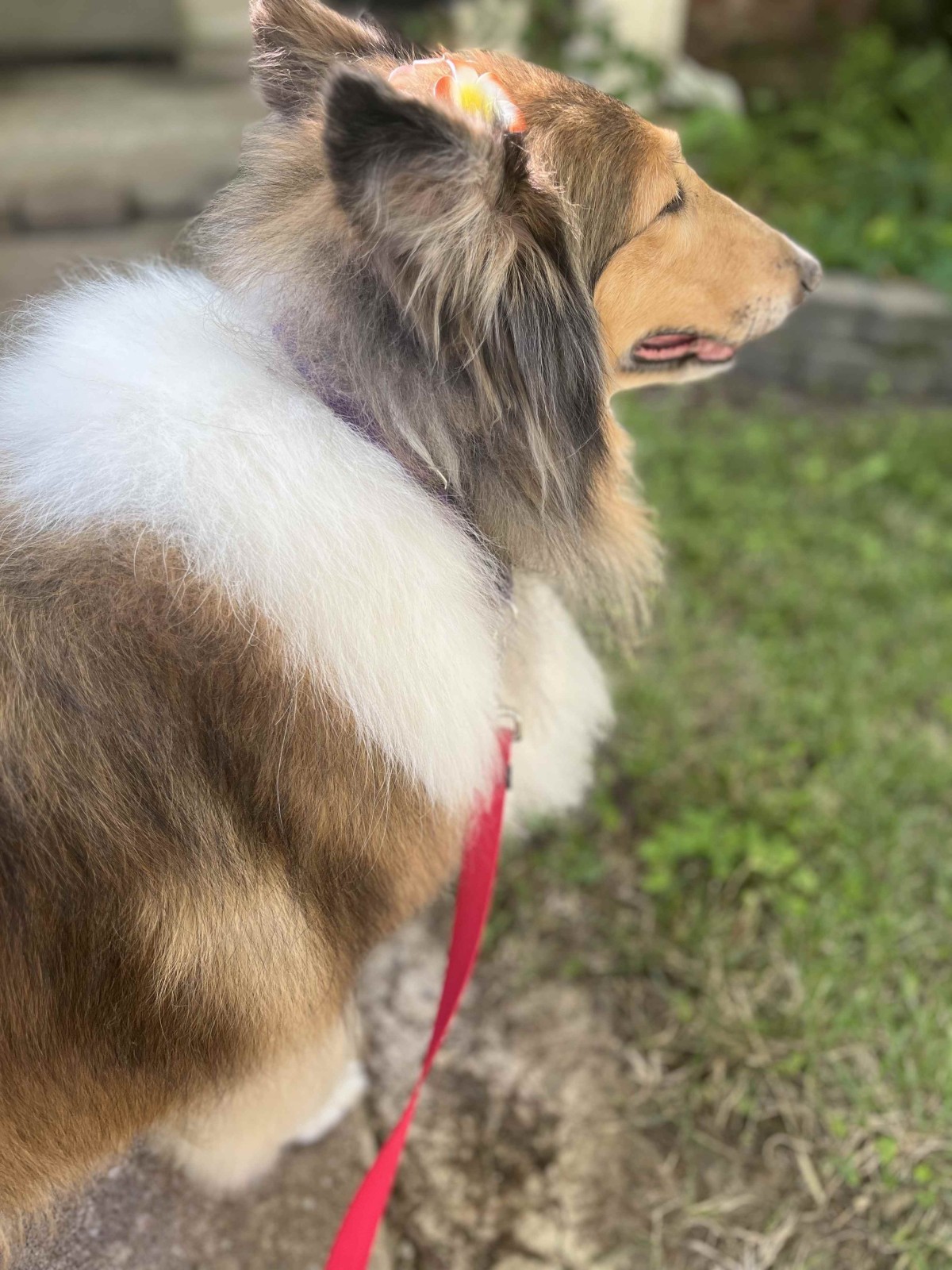 Duchess photo #5