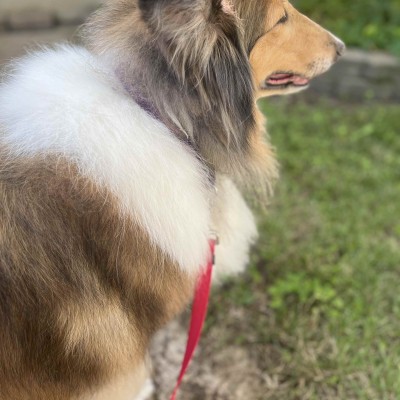 Duchess photo #6