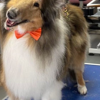 Duchess photo #8