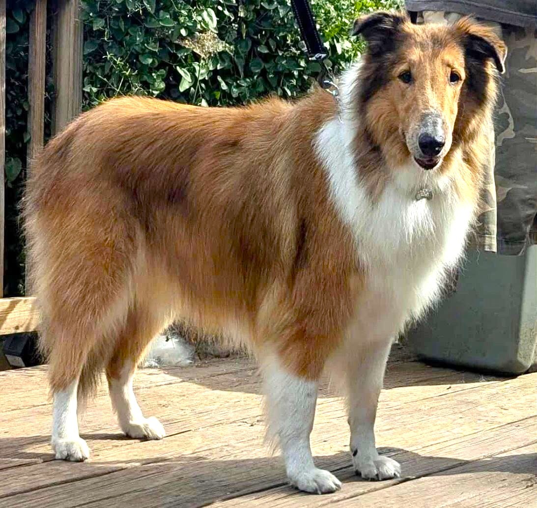 Shiloh