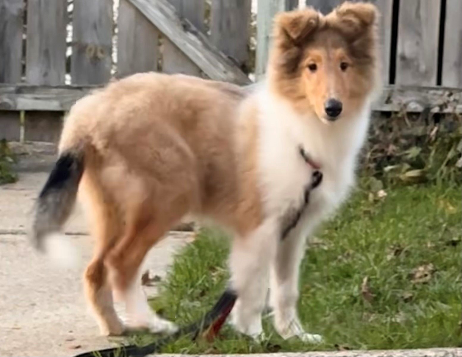 Preview of the completed puzzle image