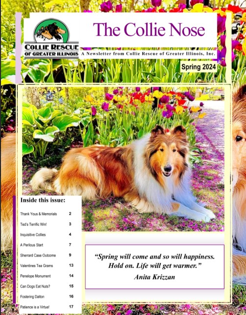Collie Nose Spring 2024 Newsletter cover